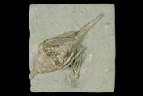 Two Fossil Crinoids (Parisocrinus & Macrocrinus) - Indiana #150441-1
